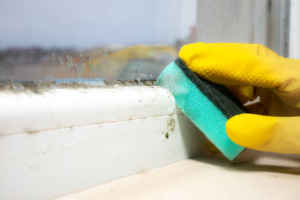 Best Attic Mold Removal  in Lakeside, VA