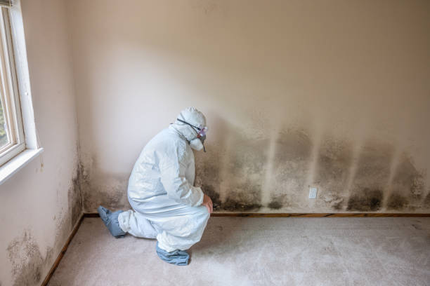 Professional Mold Removal in Lakeside, VA