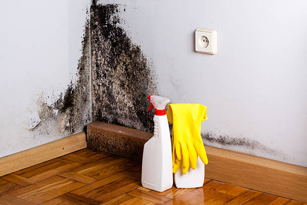 Best Mold Damage Repair  in Lakeside, VA