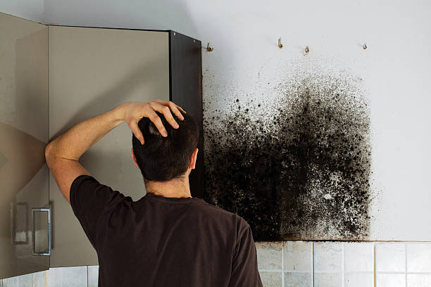 Mold Removal Process in Lakeside, VA