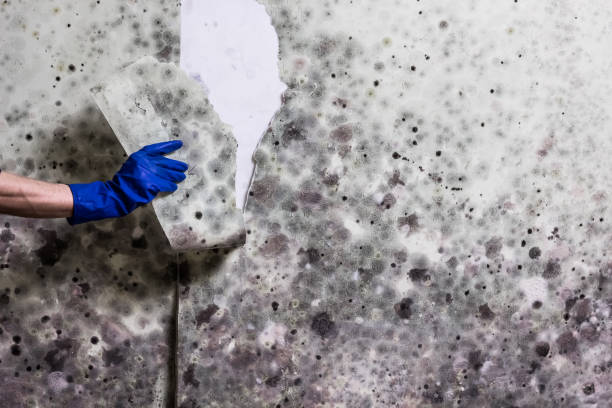 Best Professional Mold Removal  in Lakeside, VA